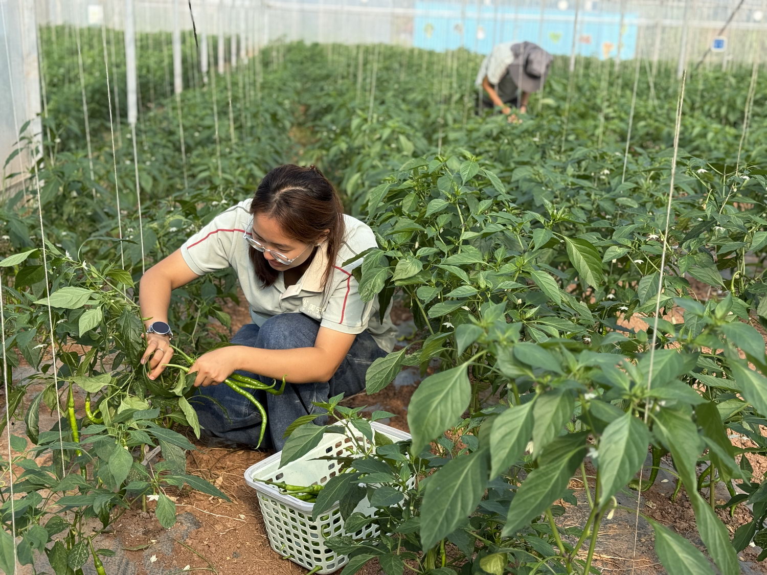 荒土逆襲背后的“技術密碼” 四川省博士創新站落地美寧農牧 農牧業技術開發及服務